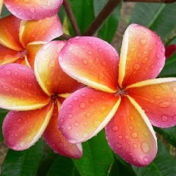 Hōkūle'a Academy of Polynesian Arts