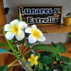 レンタルスタジオ Lunares y Estrellas