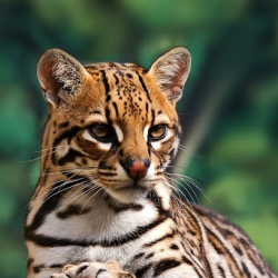 Stourbridge Dance Academy